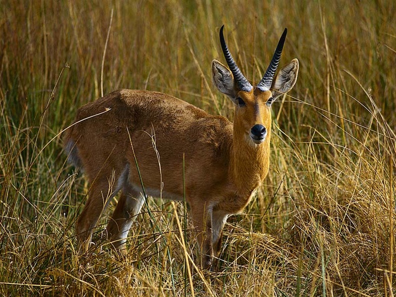 A Reedbuck Blends In, Botswana